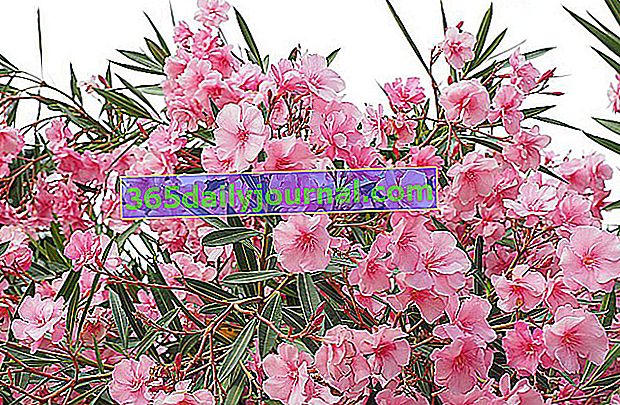zakkum (Nerium oleander)