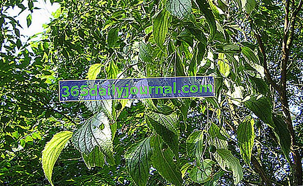 Almez de Provenza (Celtis australis), árbol del Sur