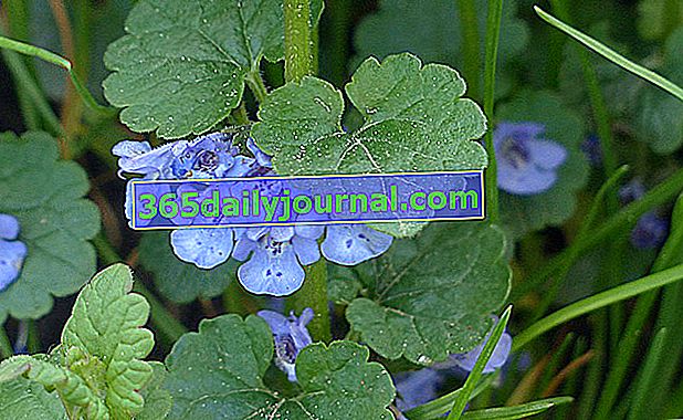 плющовий плющ, природний ґрунтовий покрив із синіми квітами