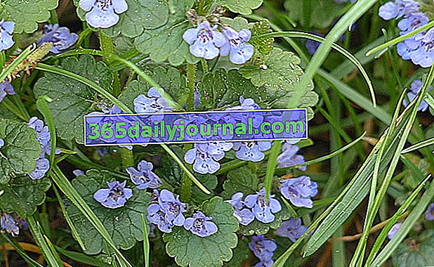 Prizemni bršljan (Glechoma hederacea), biljka Svetog Ivana
