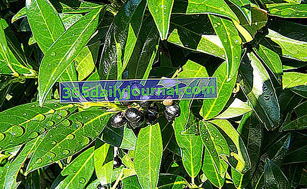 Lovor palme (Prunus laurocerasus) ili lovor trešnje