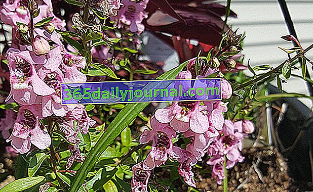 Angelonia con flores labiadas, fácil de cultivar