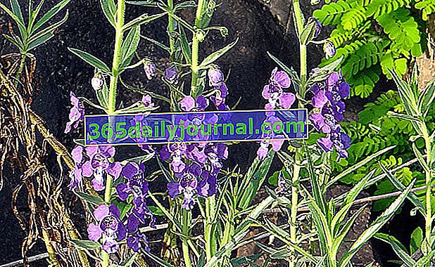 Angelonia (Angelonia angustifolia), dlouhé letní kvetení