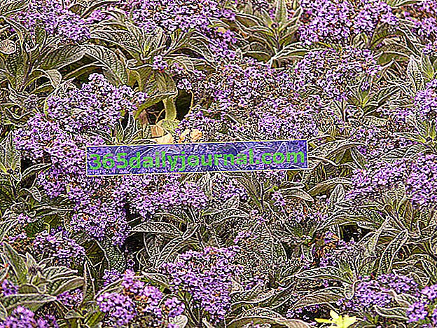 Heliotrop (Heliotropium), ziele świętego Fiacre