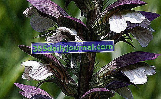 Акант в разцвет (Acanthus), многогодишно растение с достатъчно туфи