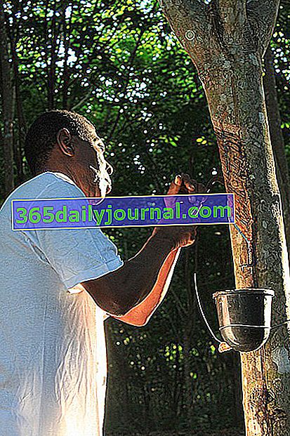 Cosecha de árboles de caucho (Hevea brasiliensis), árbol de caucho