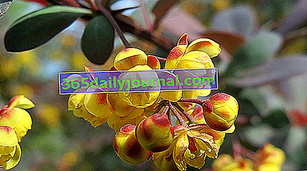 Darwinova berberis (Berberis darwinii) se svými žlutooranžovými květy na jaře