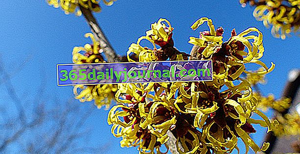 čarodějnice (Hamamelis mollis) kvetoucí v zimě