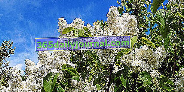 šeřík (Syringa vulgaris) v květu na jaře