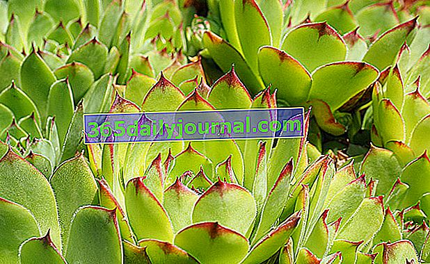 Siempreviva (sempervivum tectorum), planta de jardín