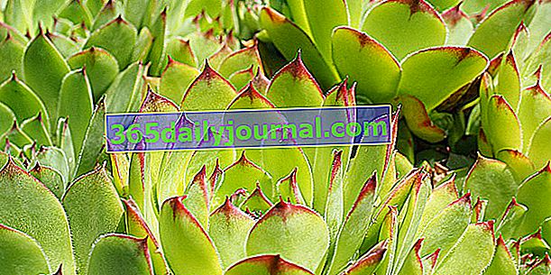 Siempreviva (Sempervivum sp.), La planta suculenta de las rocallas