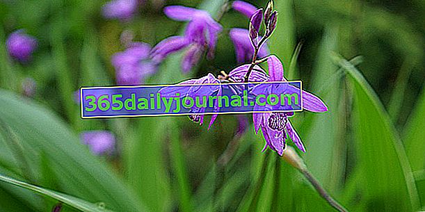 Orquídea jacinto (Bletilla) u orquídea terrestre