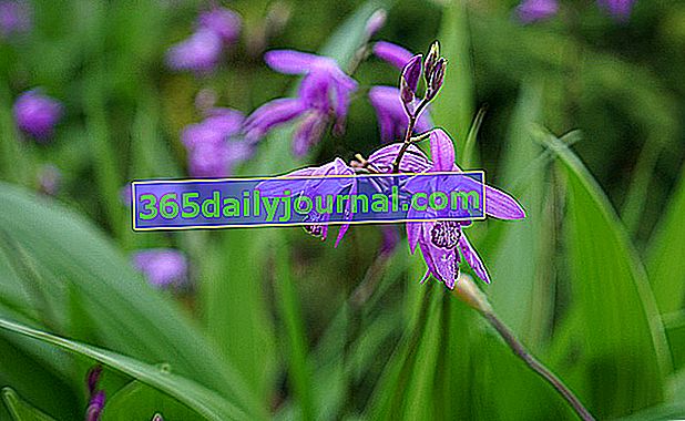 Hyacintová orchidej (Bletilla) nebo suchozemská orchidej