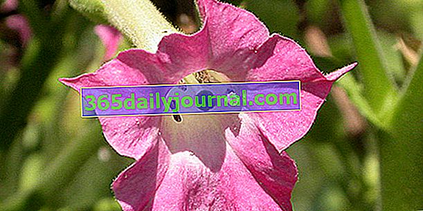 Okrasný tabak (Nicotiana affinis), kvety opojnej vône