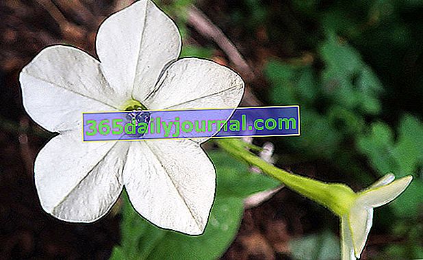 flor de tabaco ornamental