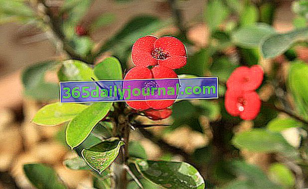 Euphorbia milii nebo trnová koruna