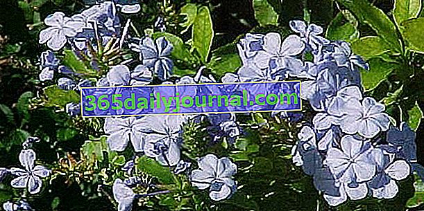 Cape plumbago (Plumbago auriculata) s azurovými květy