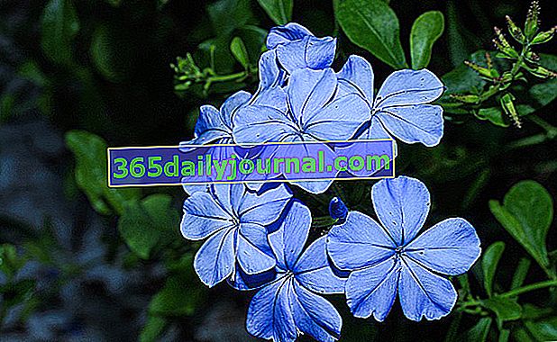 Cabo plumbago (Plumbago Auriculata): flor de jardín
