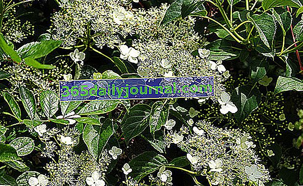 Hortenzija za penjanje (Hydrangea petiolaris) za zid na sjeveru