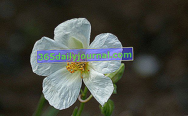 Helianthemum apenninum s bílými květy