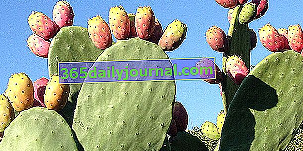 Opuncia (Opuntia ficus-indica), kaktus snežnice