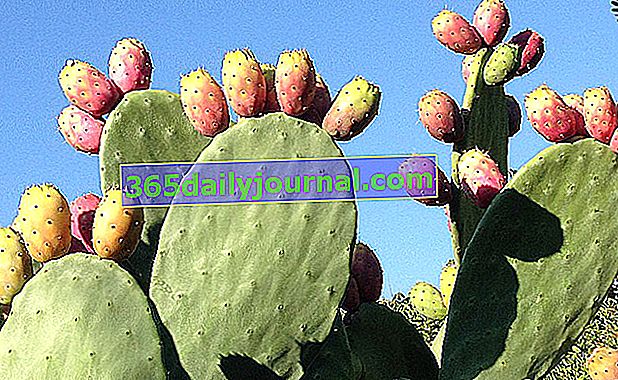 Opuncie (Opuntia ficus-indica)