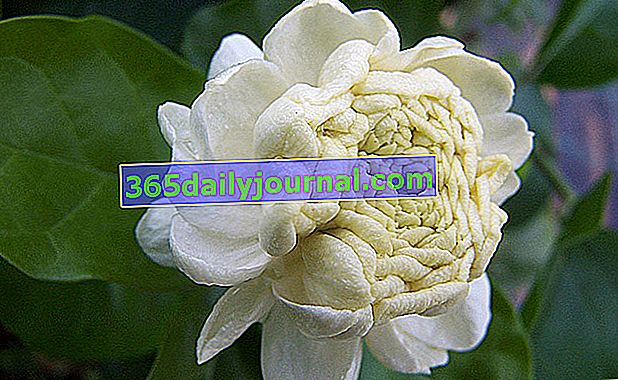 Jasminum sambac 'Veliki vojvoda od Toskane' ili arapski jasmin