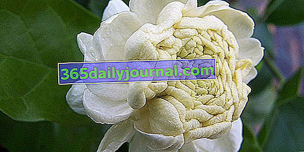 Arabský jazmín (Jasminum sambac), s voňavými bielymi kvetmi