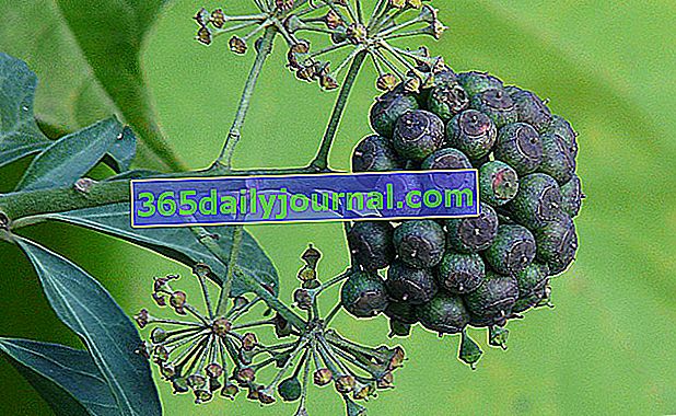 czarne owoce bluszczu pnącego