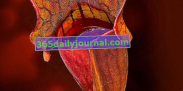Сарацения, месоядно растение във влажна и кисела среда