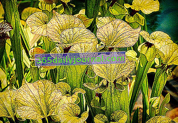 Сарацен (Sarracenia), месоядно растение във влажна и кисела среда