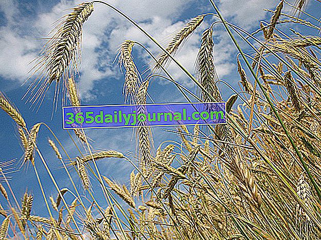 cereales, cultivos alimentarios básicos