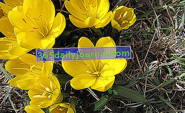 Jesensko cvetoči rumeni krokus (Sternbergia lutea)