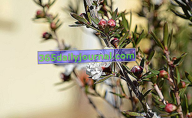 Árbol del té (Leptospermum scoparium) o mirto de Nueva Zelanda