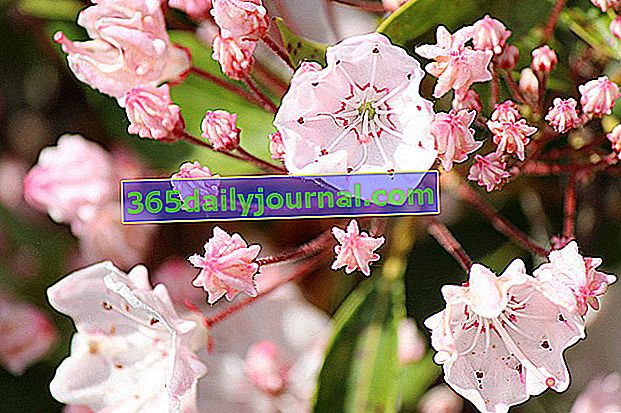 Laurel de montaña (Kalmia latifolia) o laurel americano