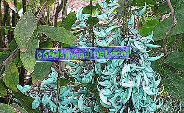 Liana de jade (Strongylodon macrobotrys) en invernadero