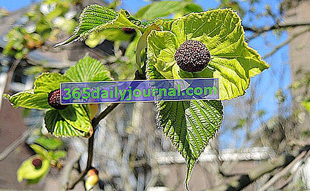 frutos del árbol del pañuelo (Davidia involucrata)