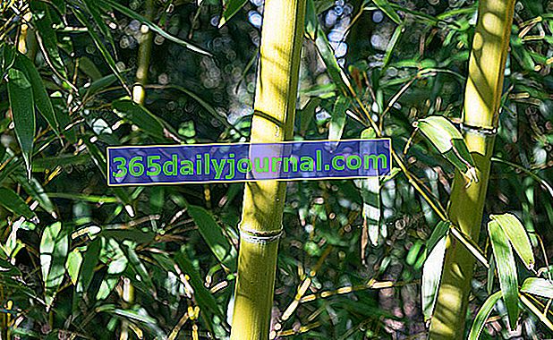 бамбукови бастуни