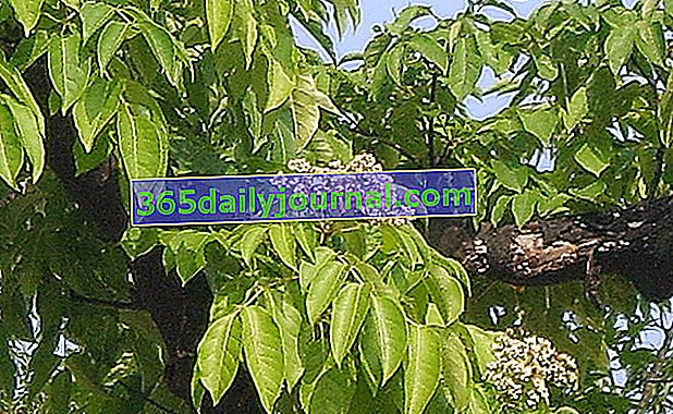 Árbol de la miel (Tetradium daniellii) o Euodia, muy melífero