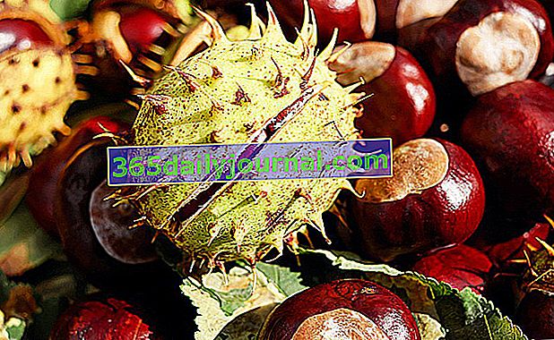 fruto de castaño (Aesculus hippocastanum)
