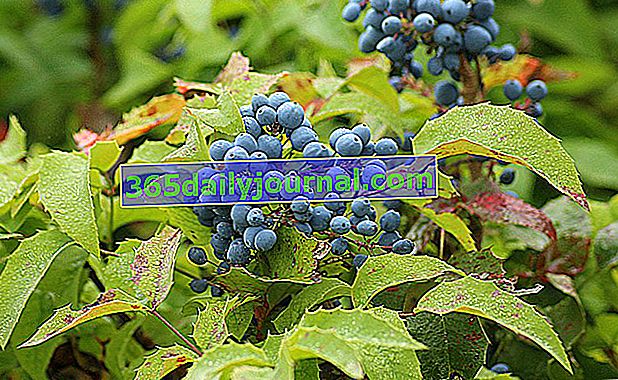 От фиолетовых до черных ягод Mahonia spp.