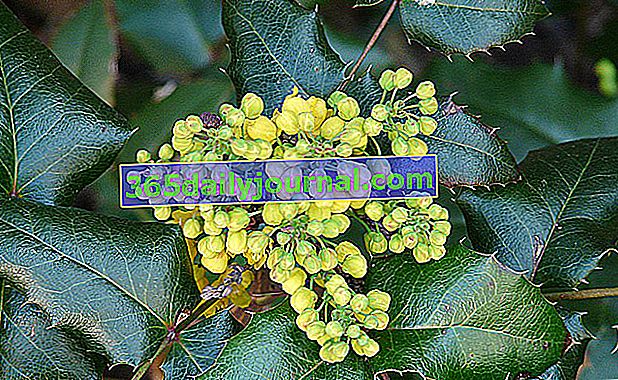 Mahonia (Mahonia spp.), Jak ostrokrzew kwitnący na żółto