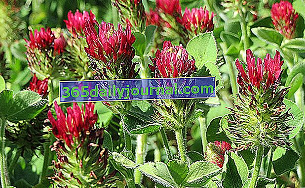 Trébol carmesí (Trifolium incarnatum)