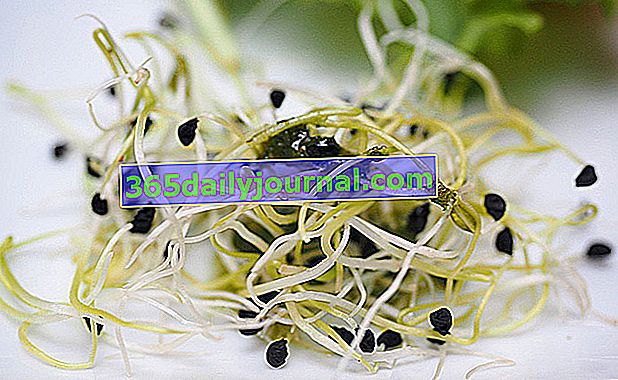 semillas germinadas de alfalfa (Medicago sativa) o alfalfa