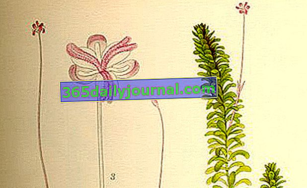Elodea (Elodea canadensis), okysličující vodní rostlina