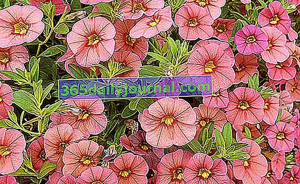 Petunia (Petunia x hybrida) y Surfinia (Surfinia x), flor de jardín