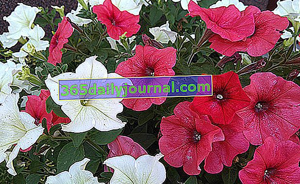 Petunia (Petunia x hybrida) y Surfinia (Surfinia x), flor en jardineras