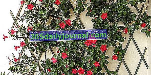Dipladenia (Mandevilla spp.) Veya Brezilya yasemini