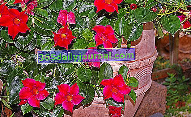 Dipladenia nebo Mandevilla pěstovat v květináči na zahradě