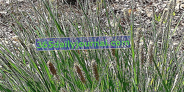 Осока (Carex Spp.), Заболочена трава